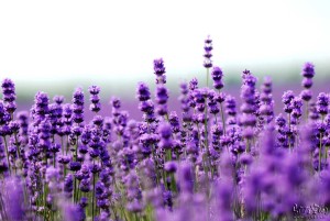 lavender in cosmetics